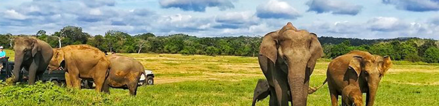 Safari from Dambulla