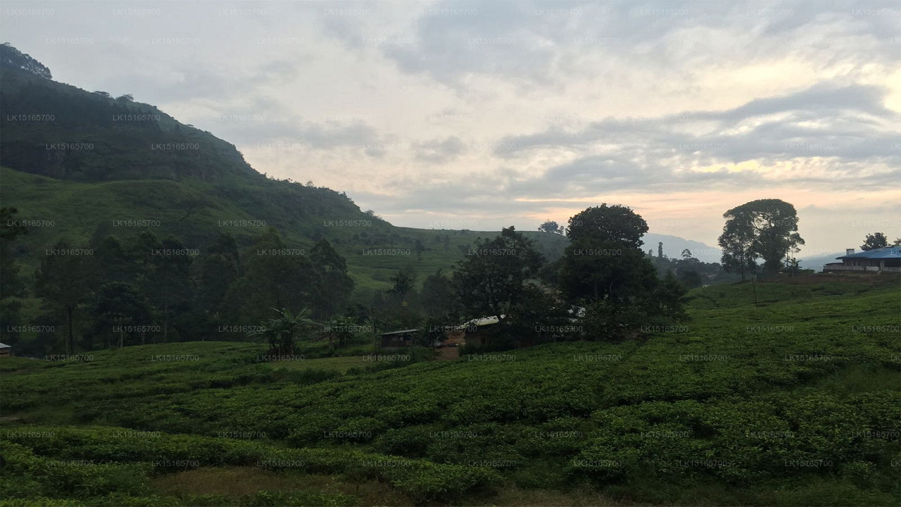 Glenfall Reach, Nuwara Eliya