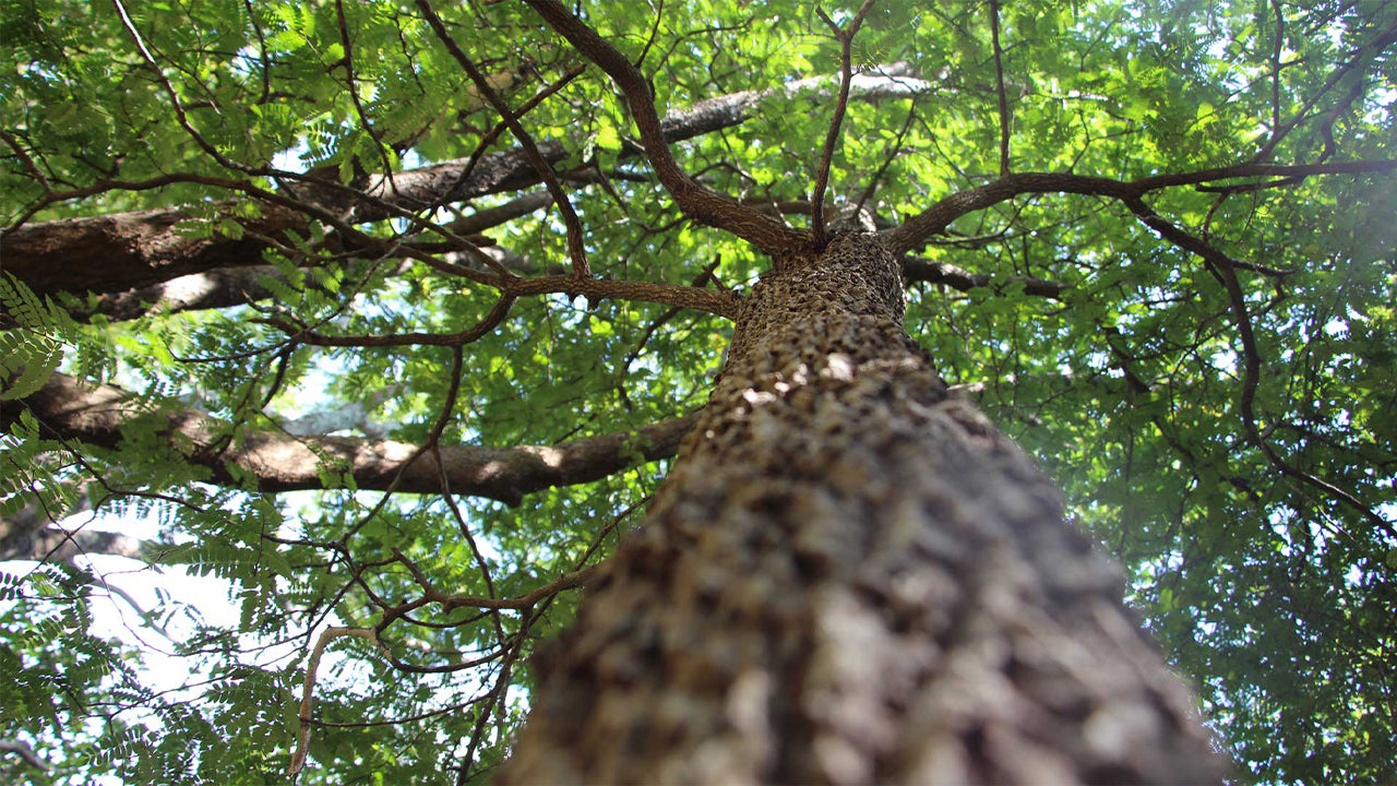 Popham's Arboretum, Dambulla