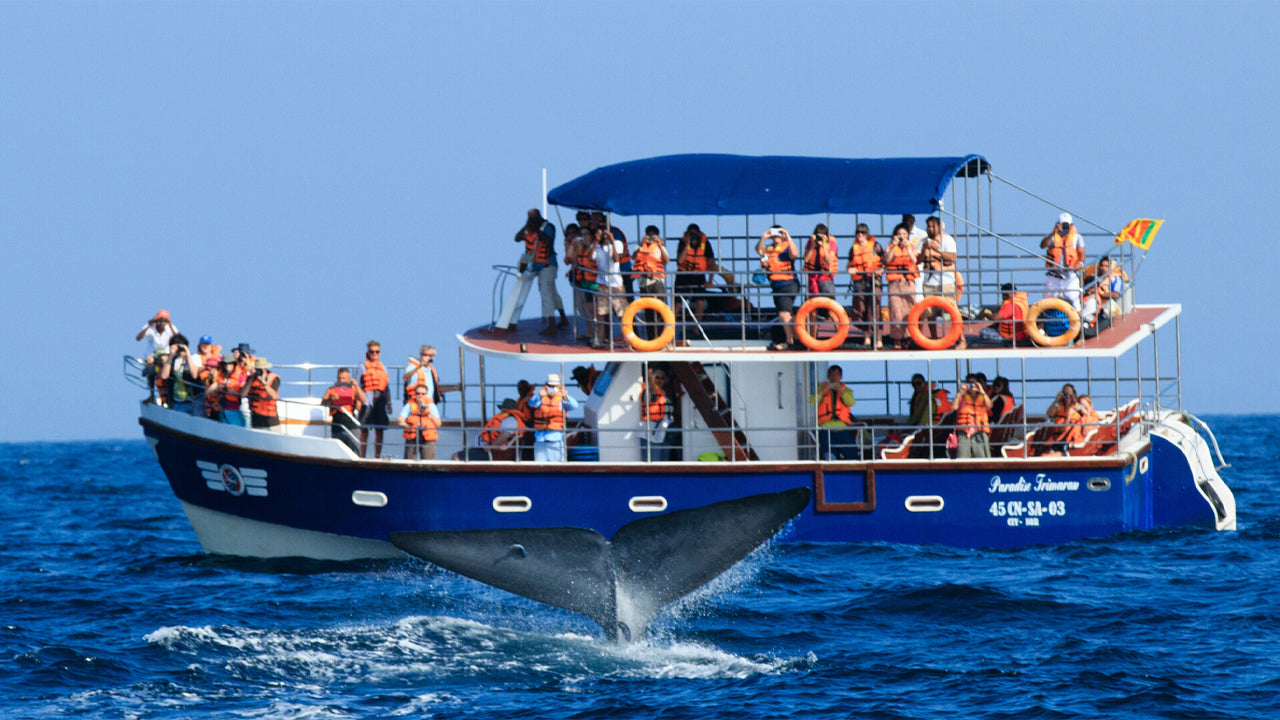 Shared Whale Watching Tour from Galle