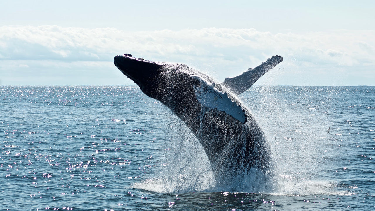 Shared Whale Watching Tour from Galle