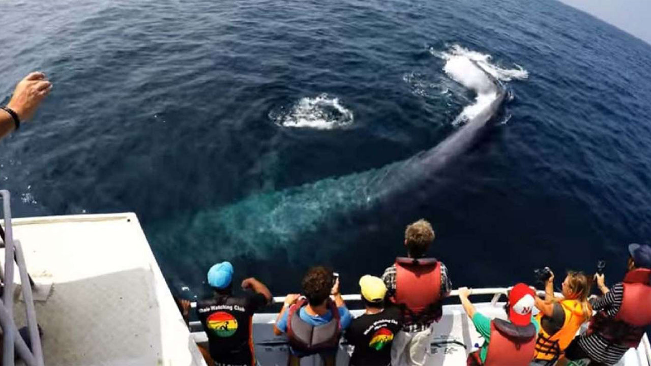 Shared Whale Watching Tour from Galle