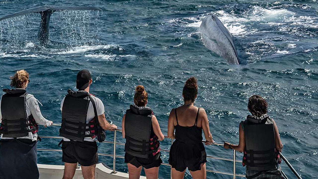 Shared Whale Watching Tour from Galle