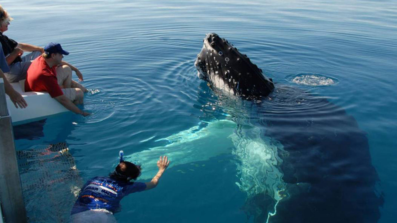 Shared Whale Watching Tour from Galle