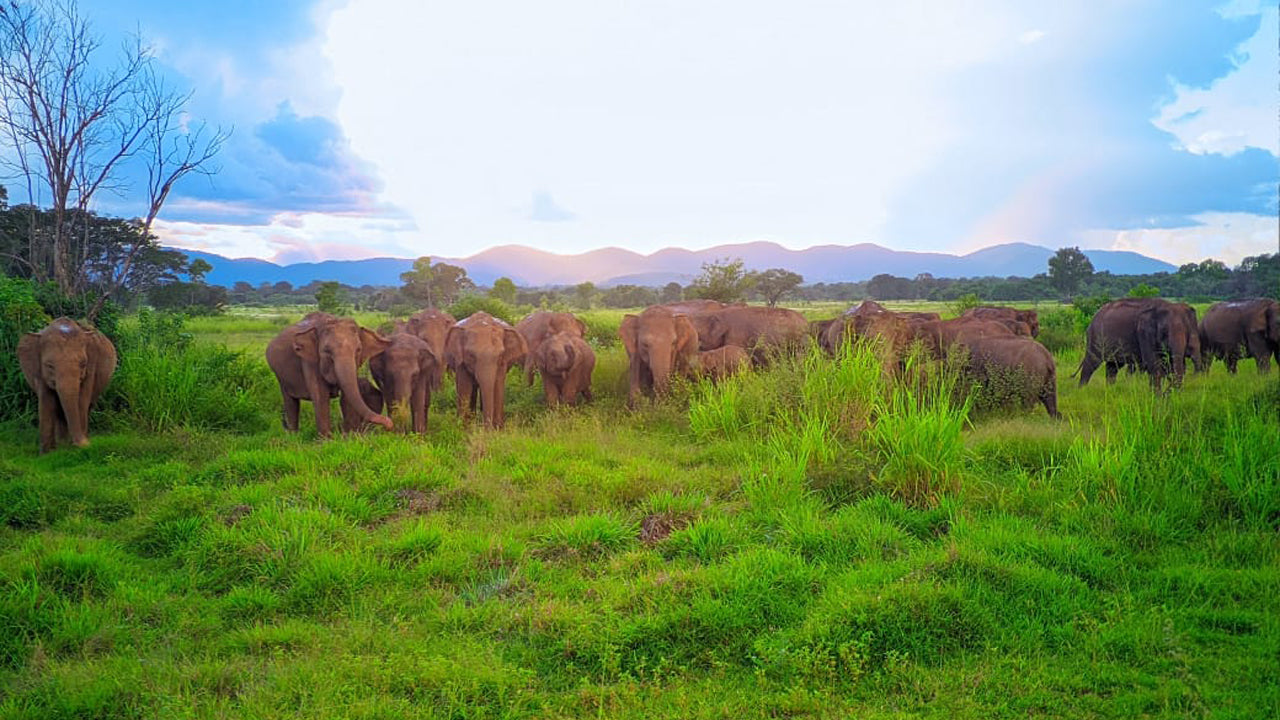 Wasgamuwa National Park Private Safari from Kandy