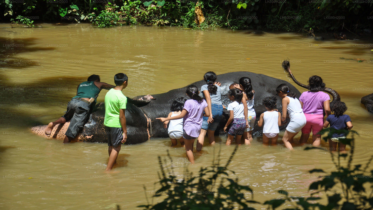 Millennium Elephant Foundation Visit from Kitulgala