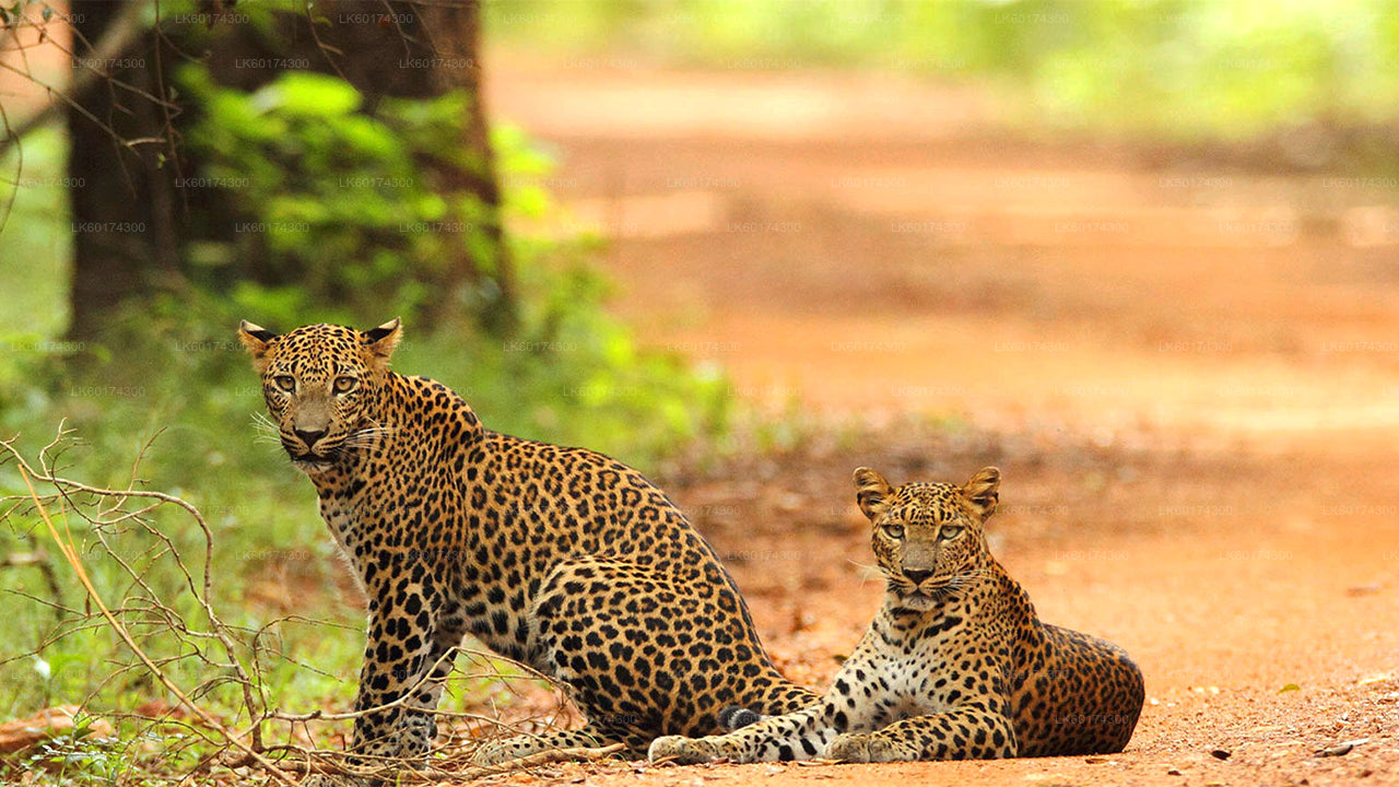 Wasgamuwa National Park Safari from Kandy