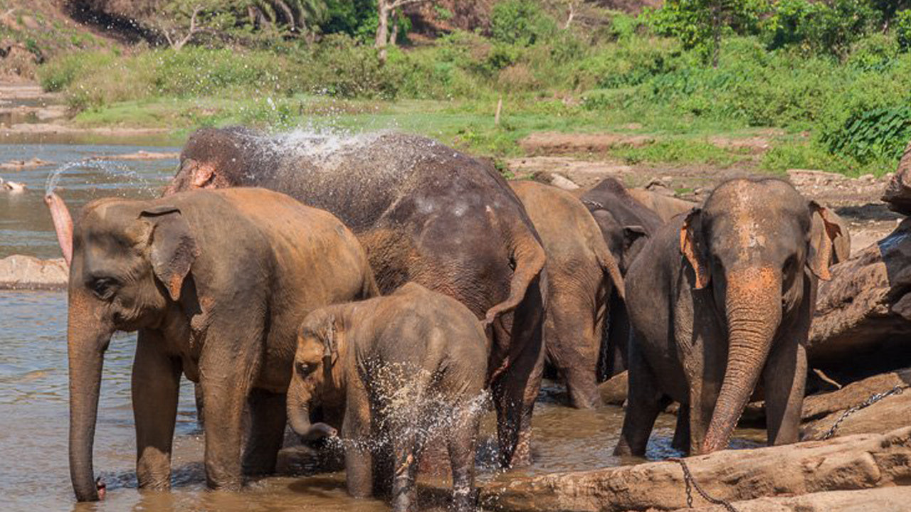 Sigiriya Rock and Wild Elephant Safari from Sigiriya