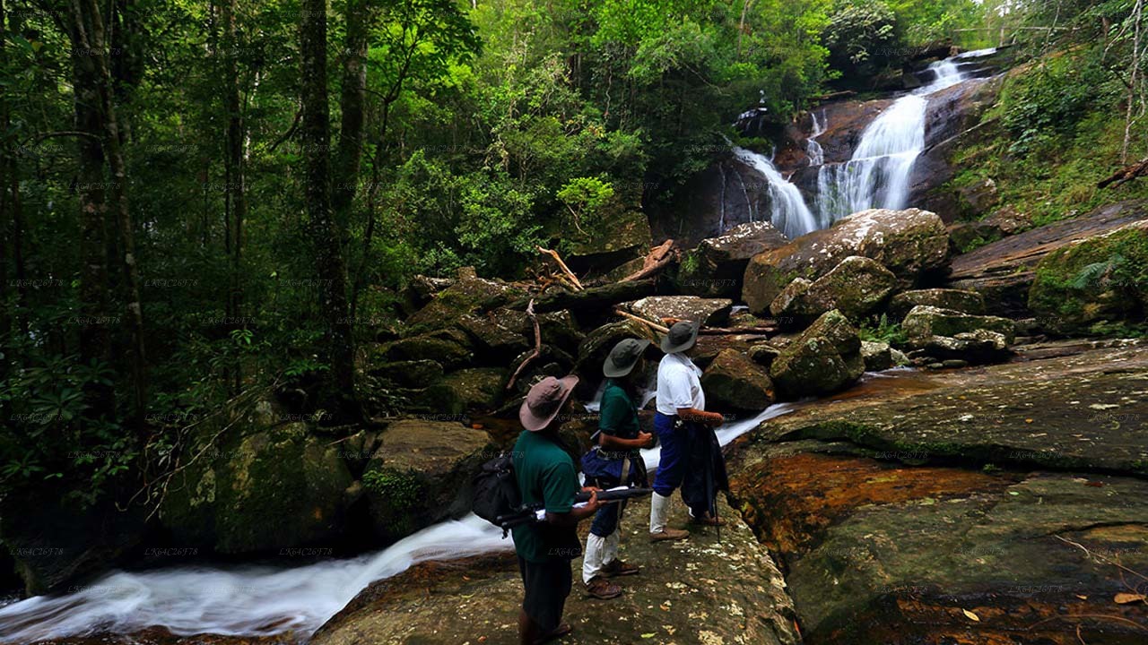 Sinharaja Rain Forest Adventure Tour