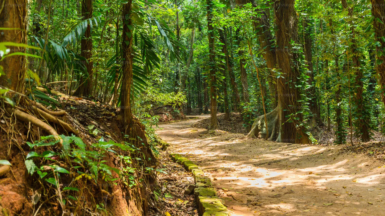 Udawattekele Forest Reserve Entrance Tickets