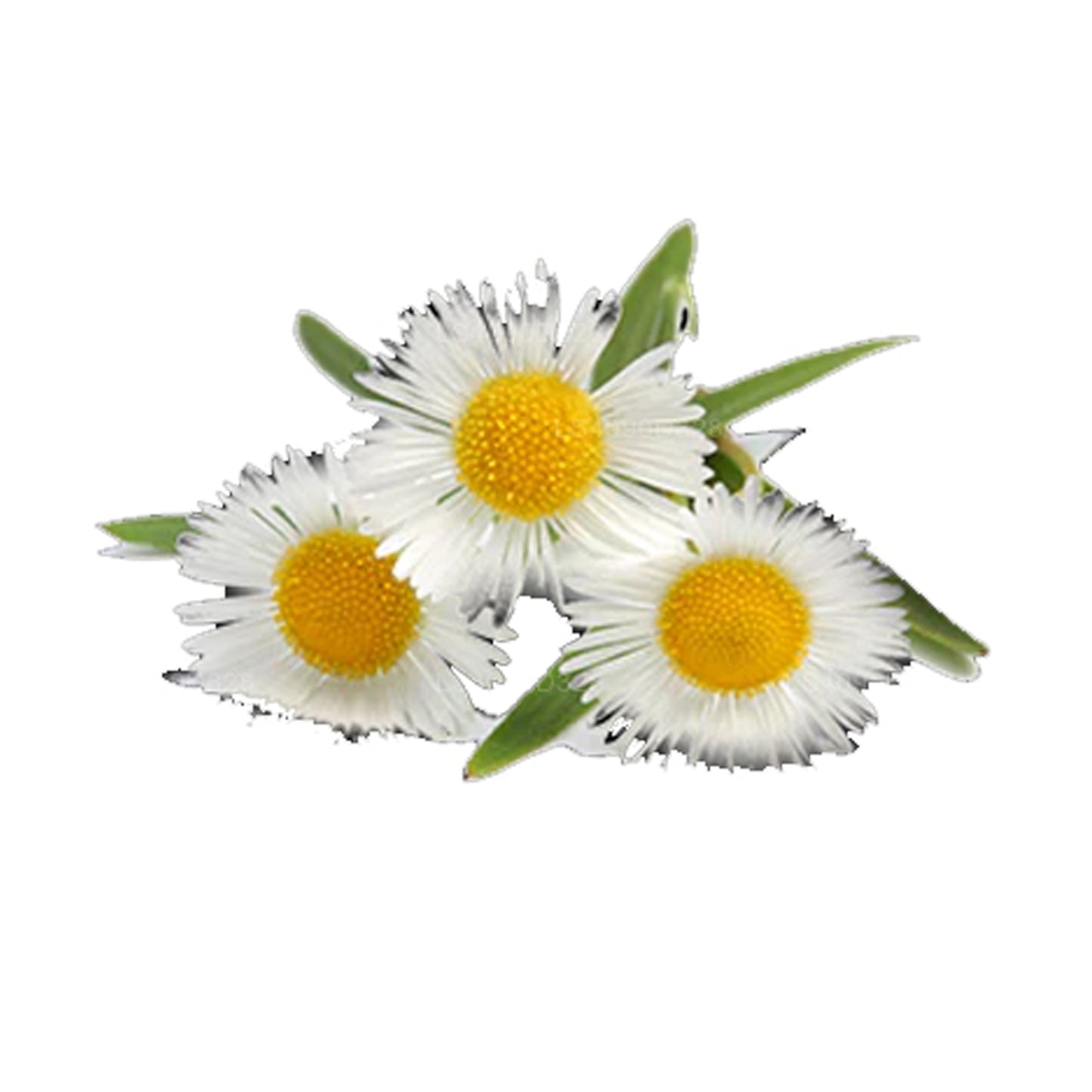 Lakpura German Chamomile Essential Oil (20ml)