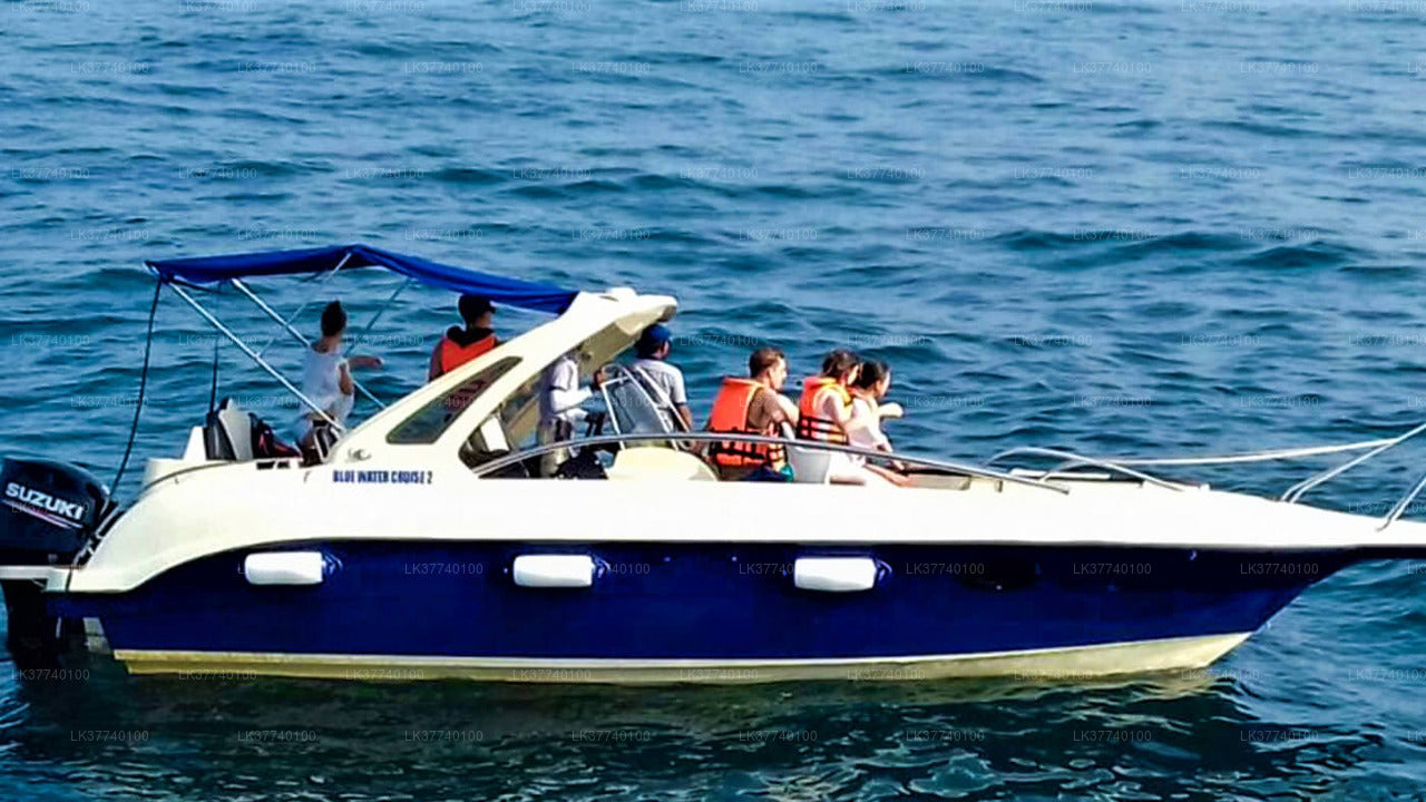 Whale Watching Boat Tour from Ambalangoda