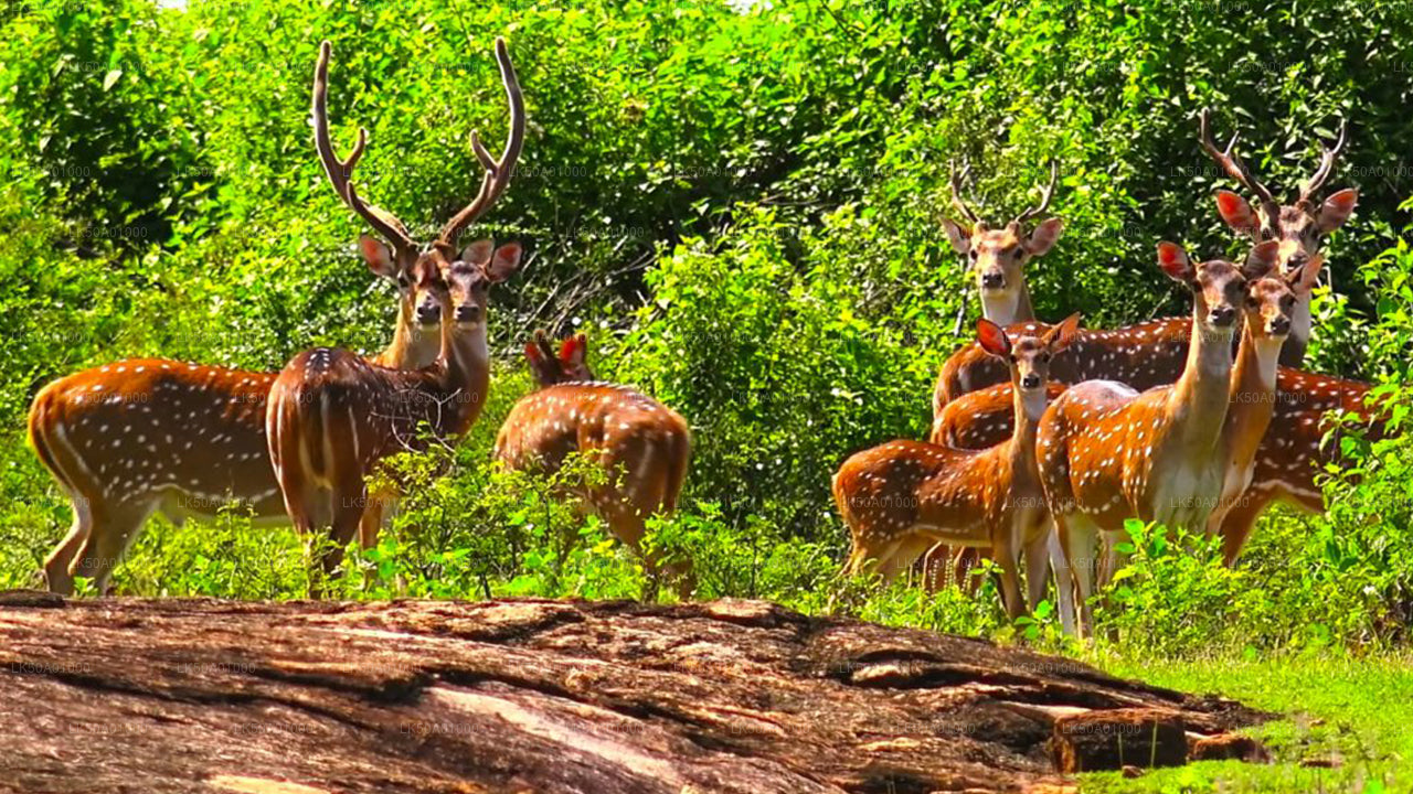 Udawalawe National Park Safari with Lahiru Prasad