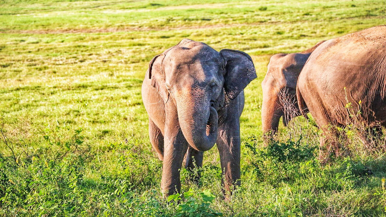 Hurulu Eco Park Private Safari from Sigiriya