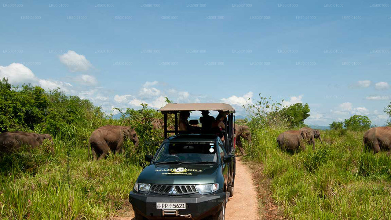 Wasgamuwa National Park Private Safari