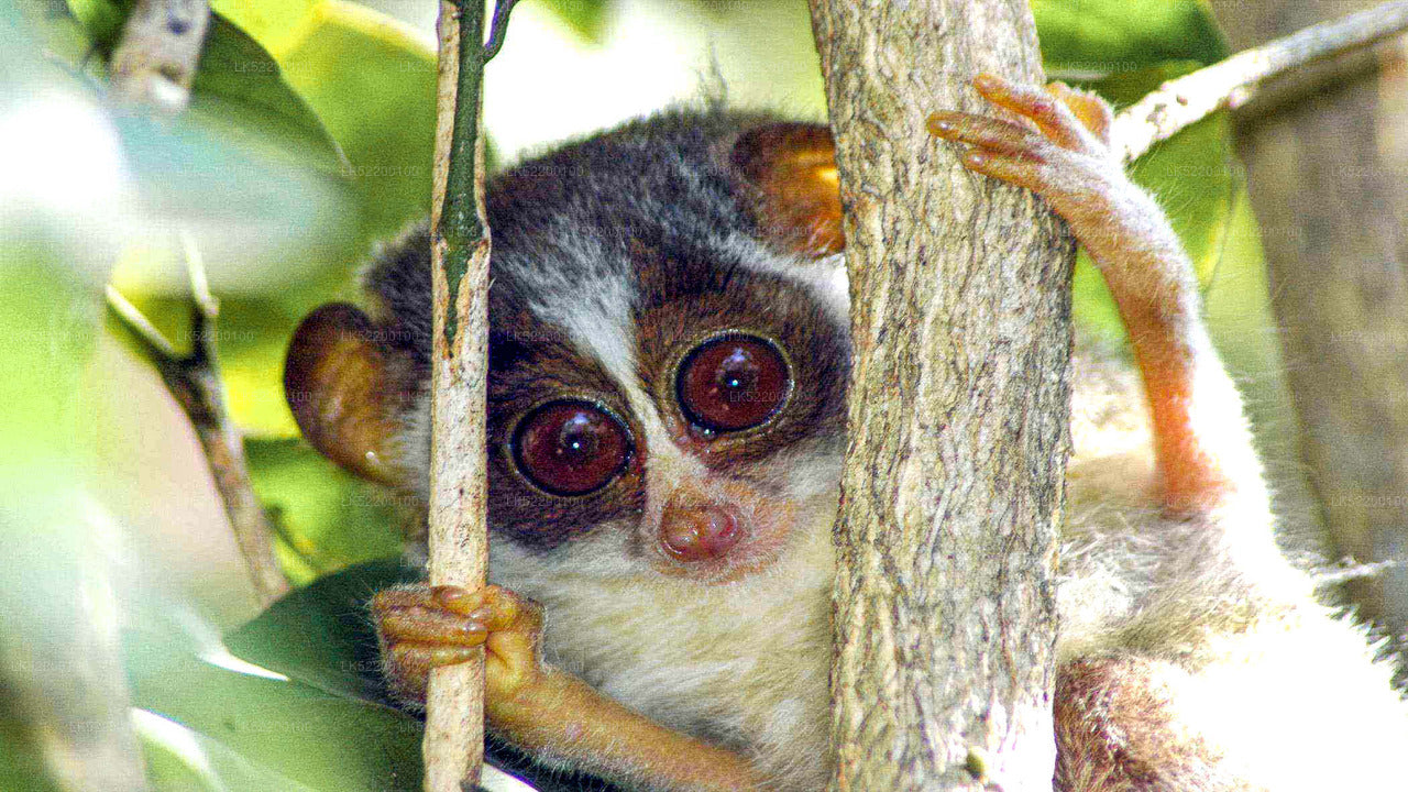 Loris Watching from Sigiriya