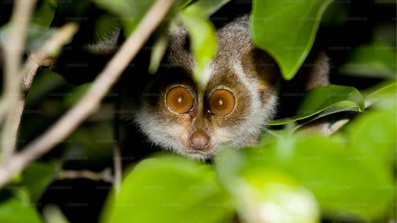 Loris Watching from Sigiriya