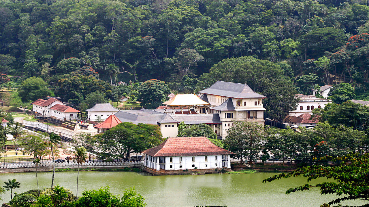 Kandy City Tour and Millennium Elephant Foundation Visit from Colombo