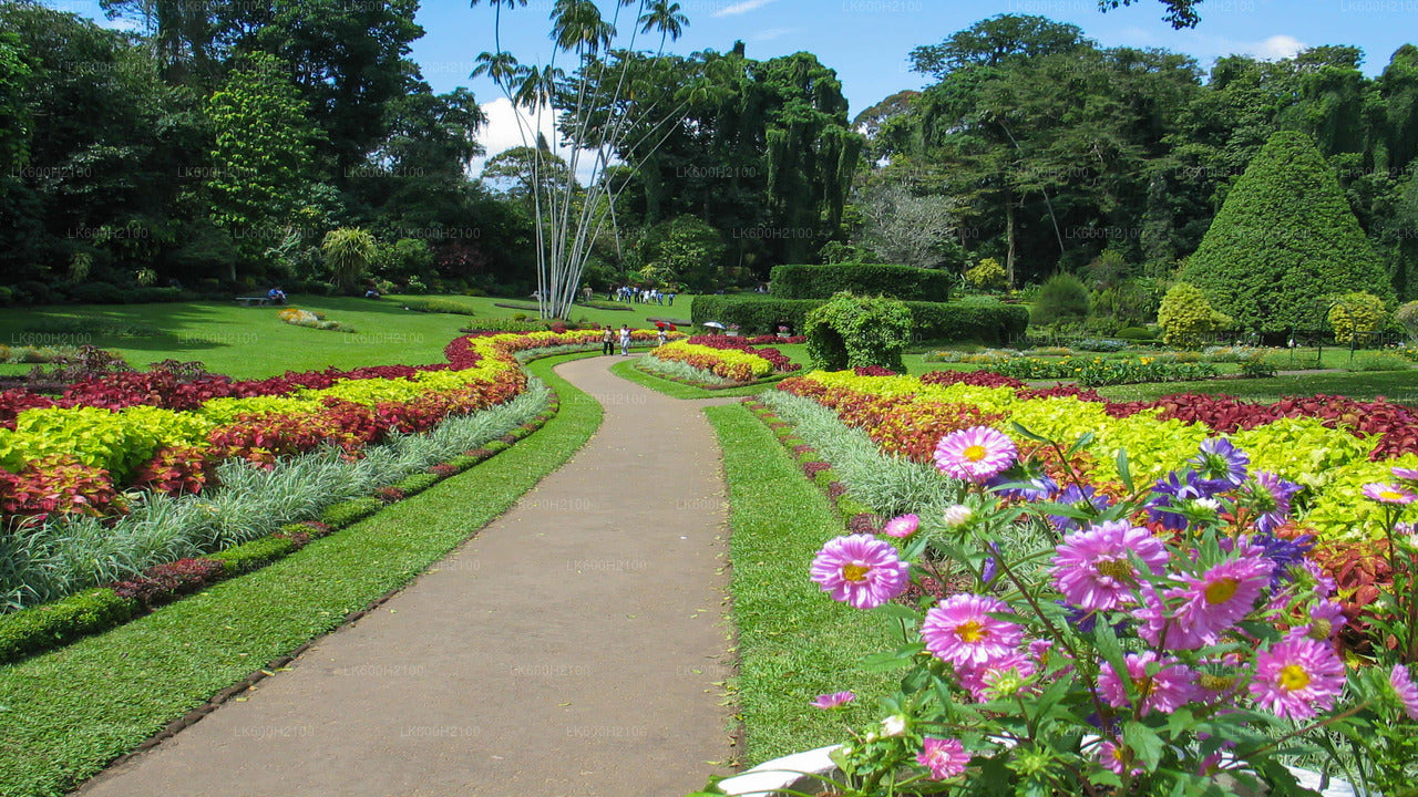 Kandy City Tour and Millennium Elephant Foundation Visit from Colombo