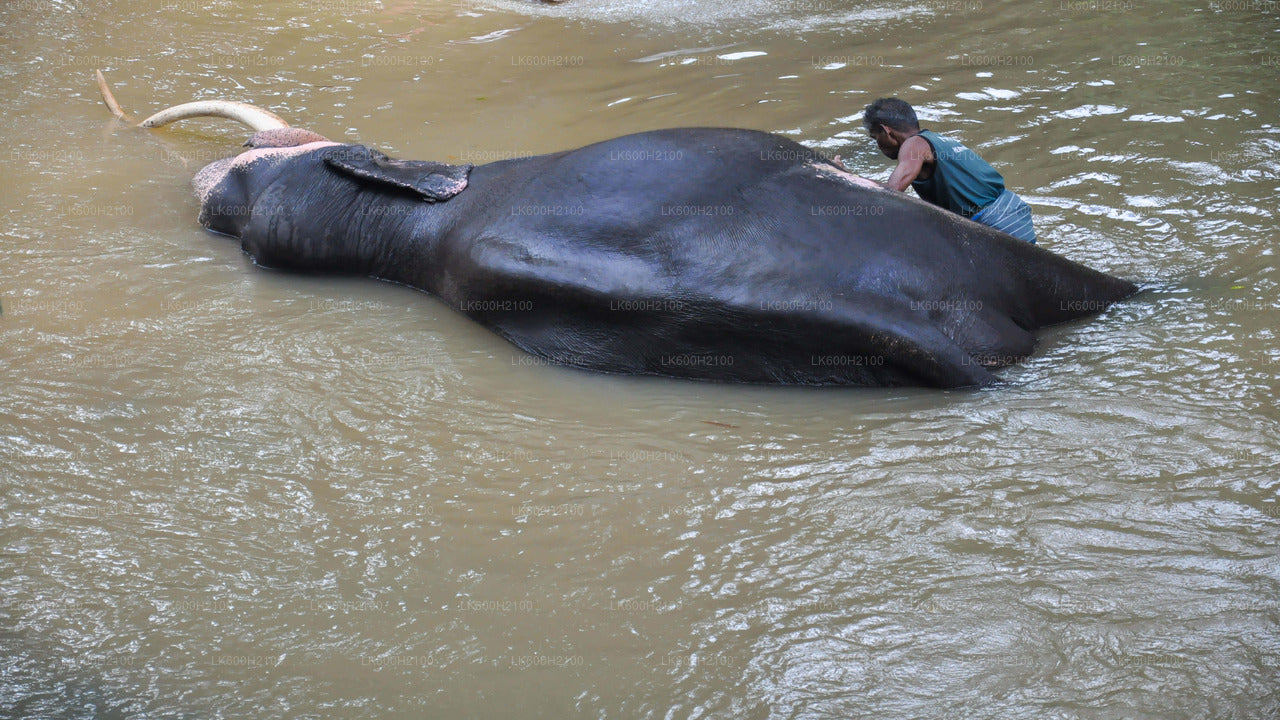 Kandy City Tour and Millennium Elephant Foundation Visit from Colombo