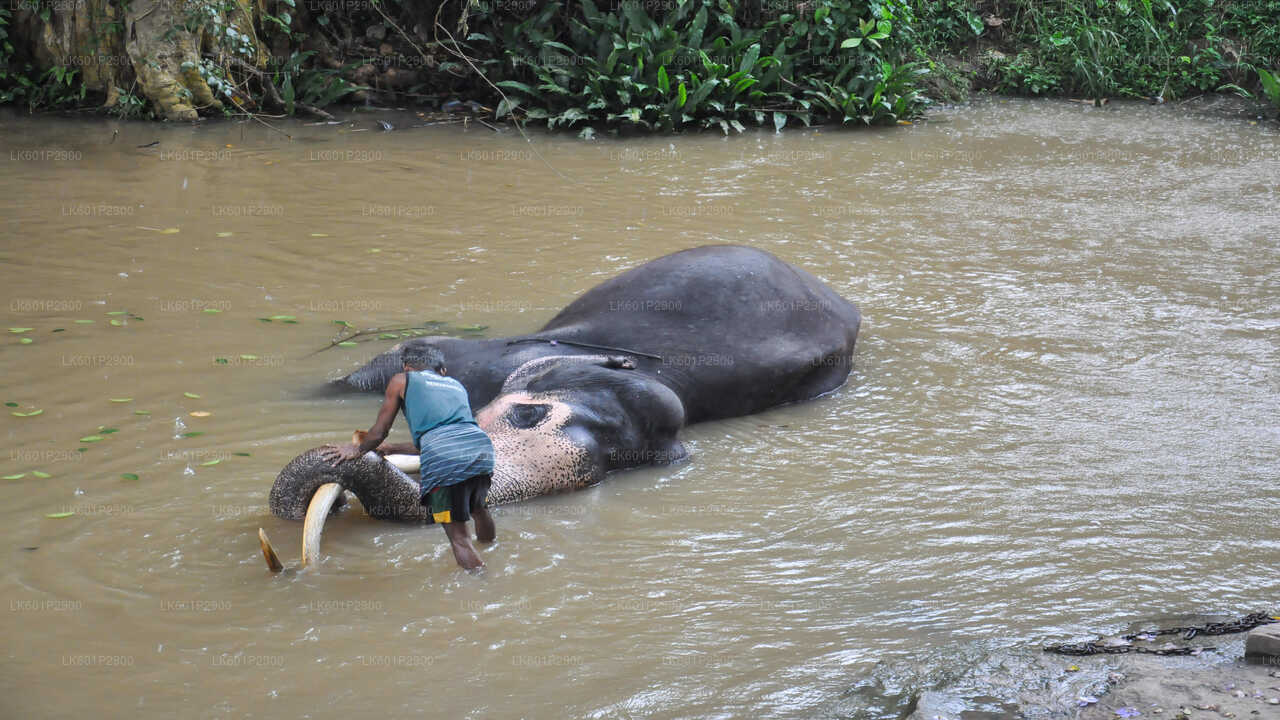 Millennium Elephant Foundation from Negombo