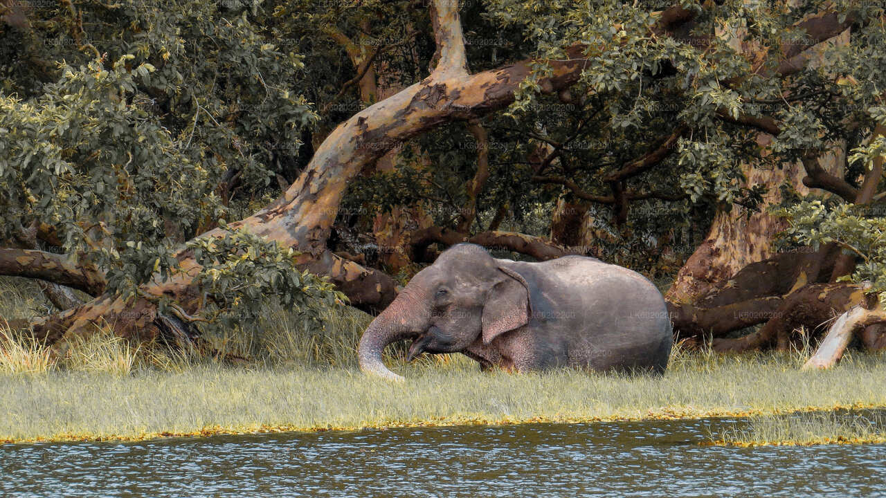 Wilpattu National Park Safari from Sigiriya