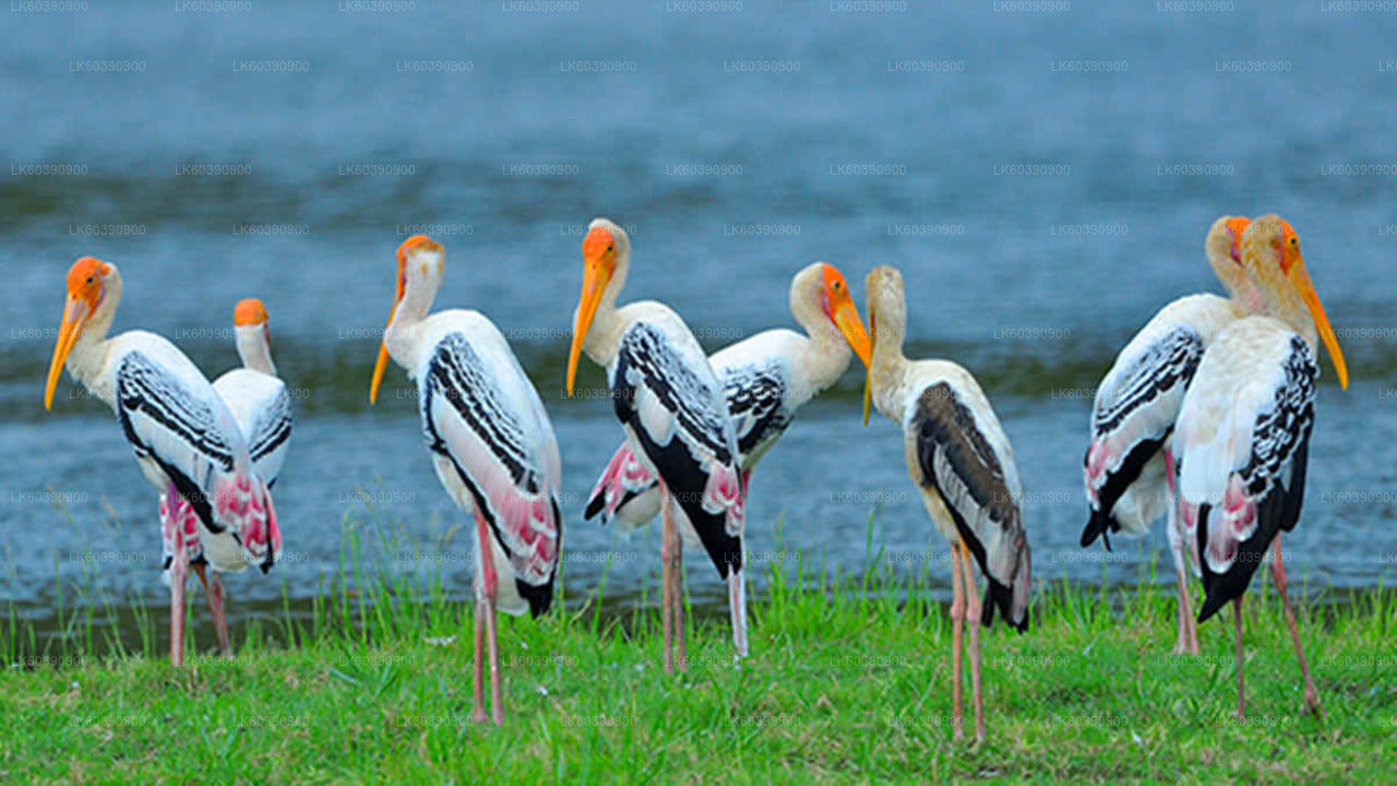 Bundala National Park Safari from Balapitiya