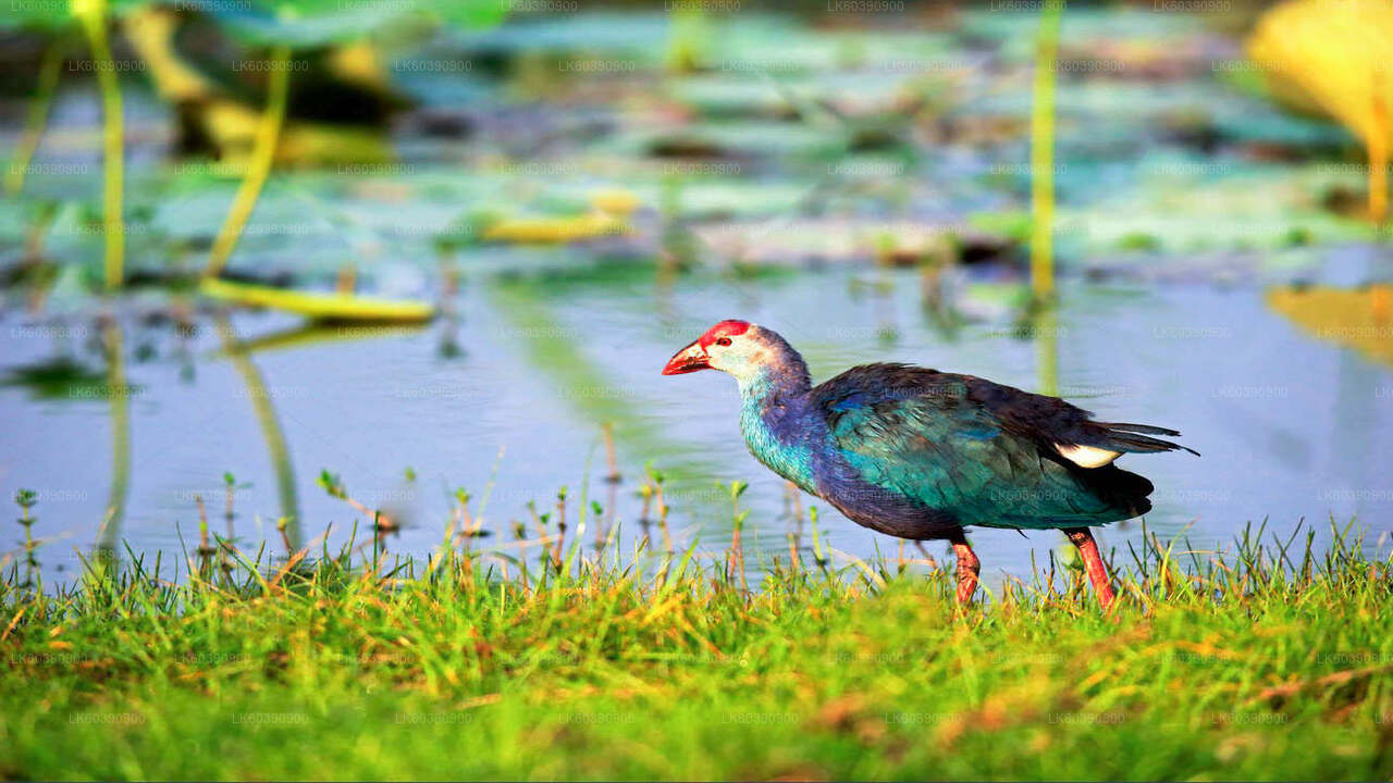 Bundala National Park Safari from Balapitiya