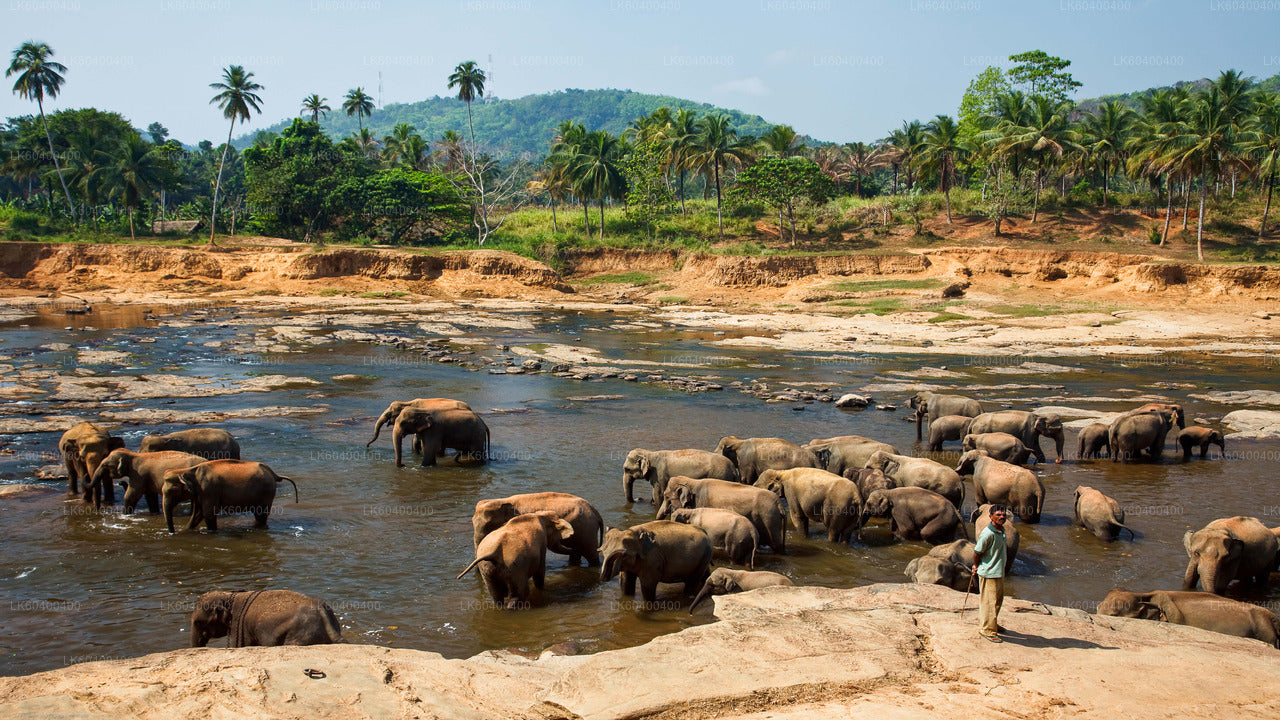 Pinnawala Elephant Orphanage from Ahungalla