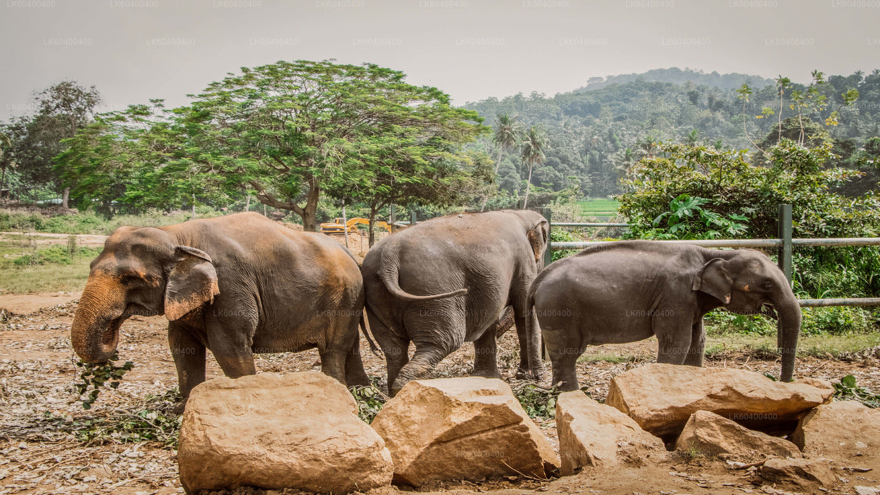 Pinnawala Elephant Orphanage from Ahungalla