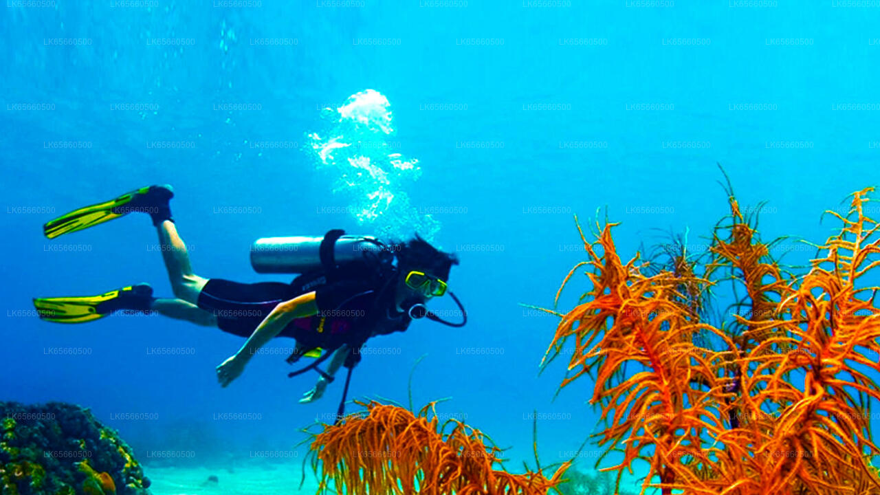 Adventure Dive Package from Mount Lavinia