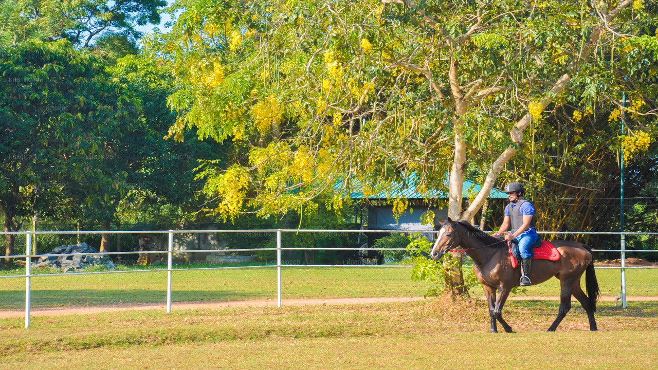 Horse Riding for Professionals from Dambulla