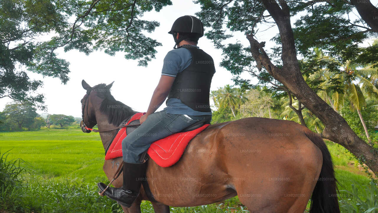 Horse Riding for Beginners from Sigiriya