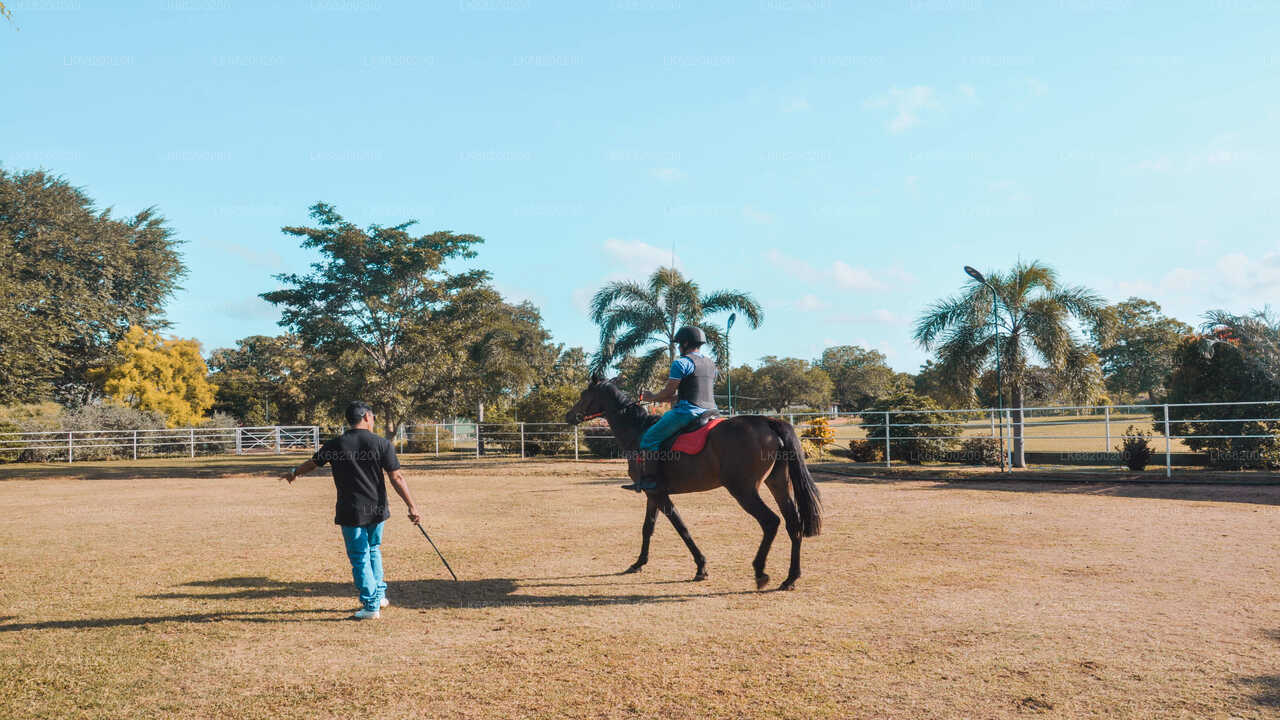 Horse Riding for Professionals from Sigiriya