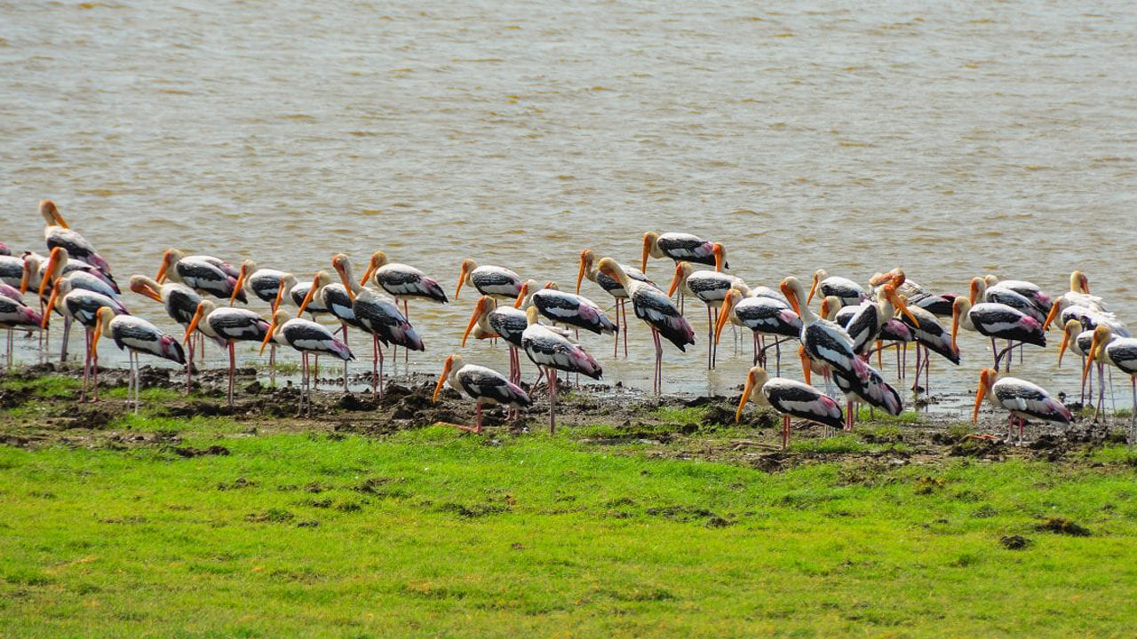 Minneriya National Park Entrance Ticket