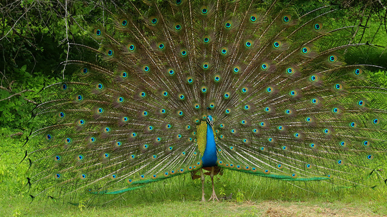 Kumana National Park Entrance Tickets