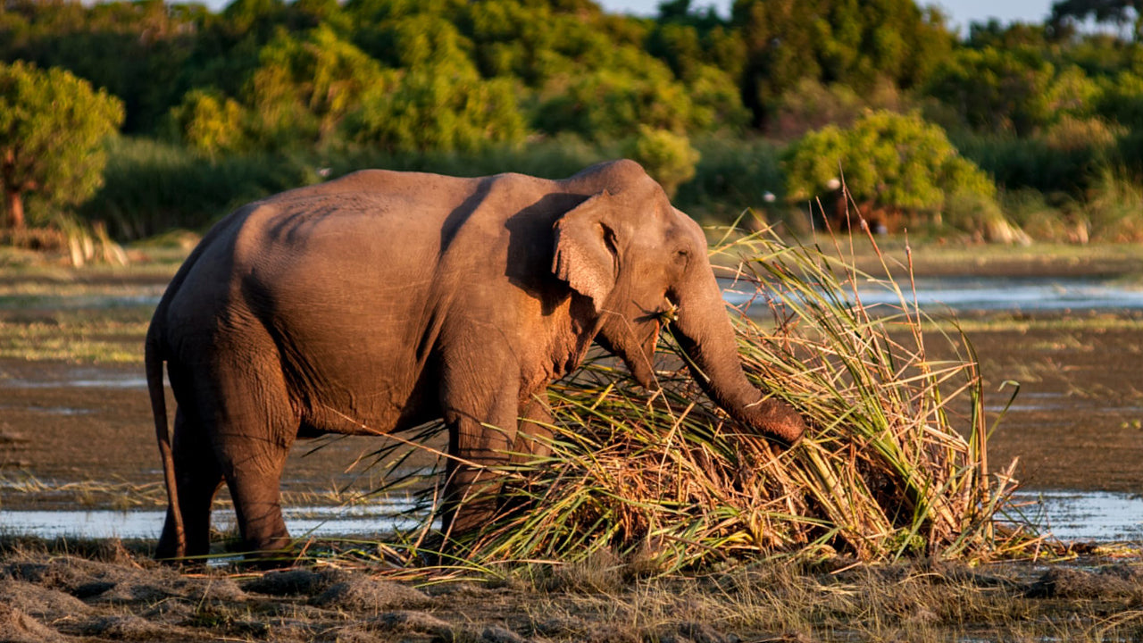 Kumana National Park Entrance Tickets