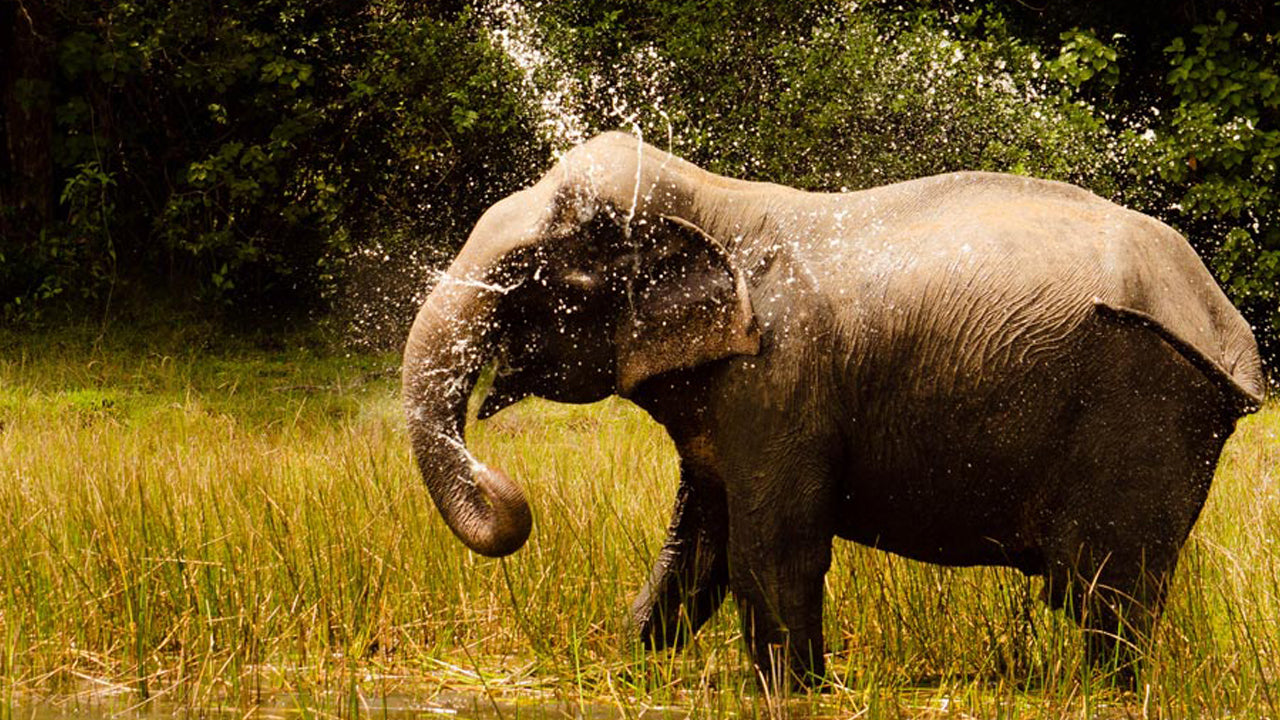 Wilpattu National Park Entrance Tickets