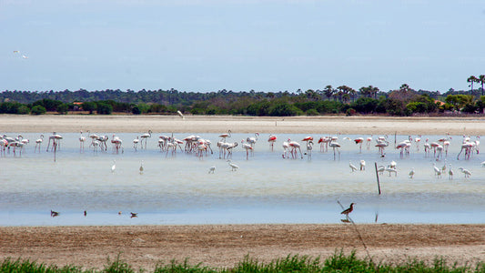 Flemingo watching from Jaffna Peninsula