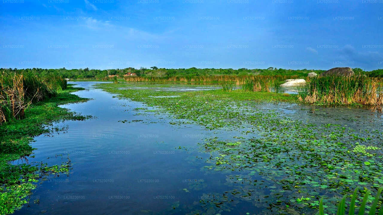 Birdwatching Boat Ride at Kalametiya Sanctuary