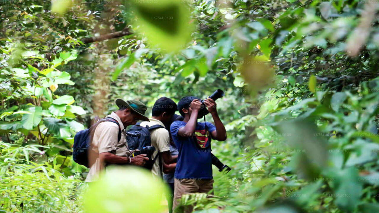 Birdwatching from Sinharaja Rainforest