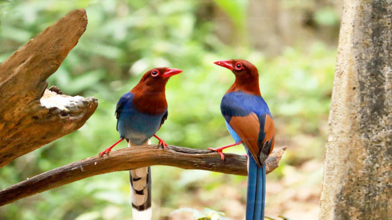 Birdwatching from Sinharaja Rainforest